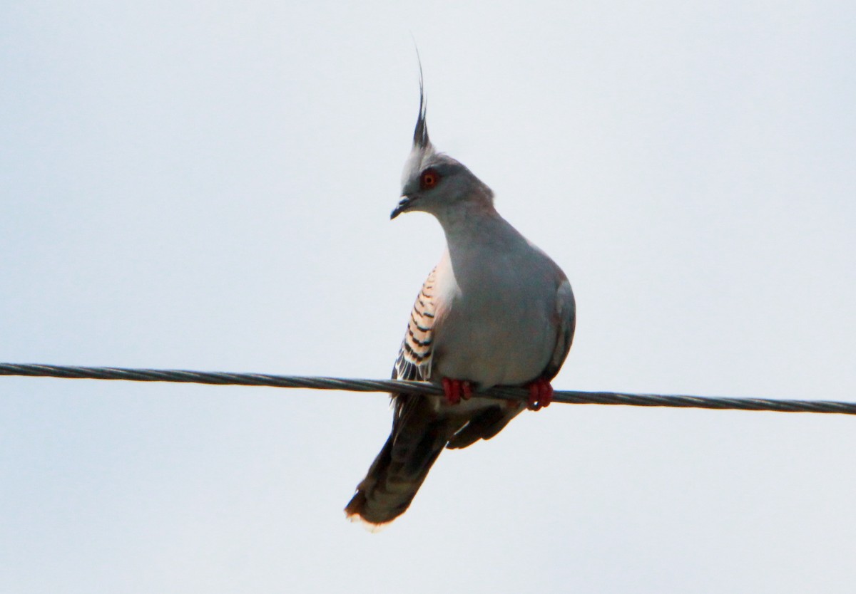 Crested Pigeon - Sandra Gallienne