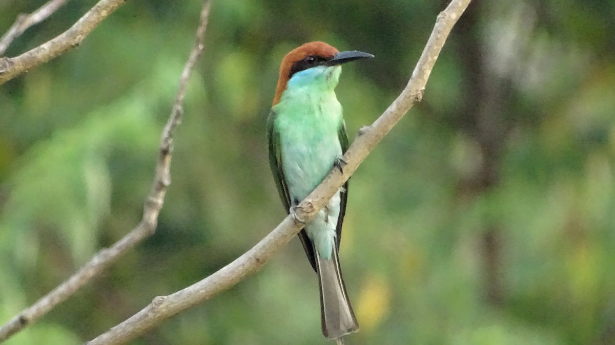 Rufous-crowned Bee-eater - ML215147031