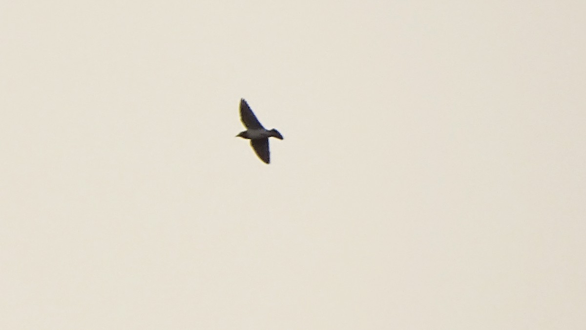 White-breasted Woodswallow - ML215147131