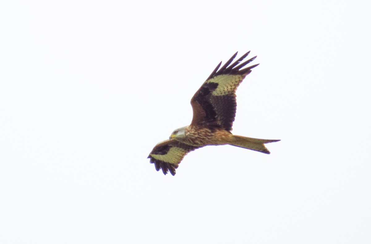 Red Kite - ML215147911