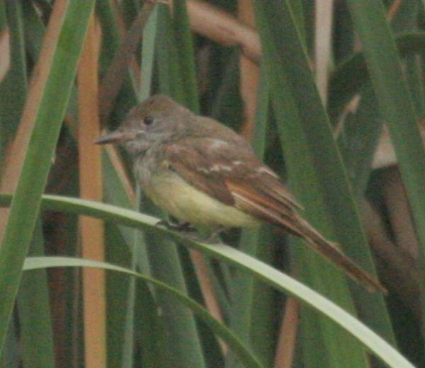 Great Crested Flycatcher - Renzo  Zeppilli T