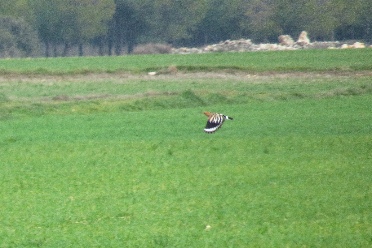 דוכיפת - ML215147931