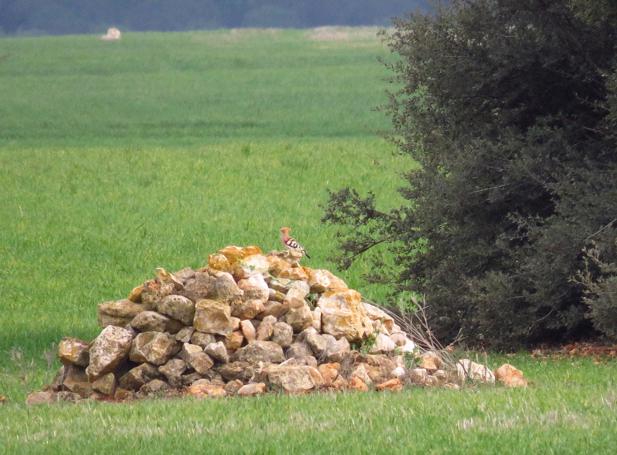 דוכיפת - ML215147941
