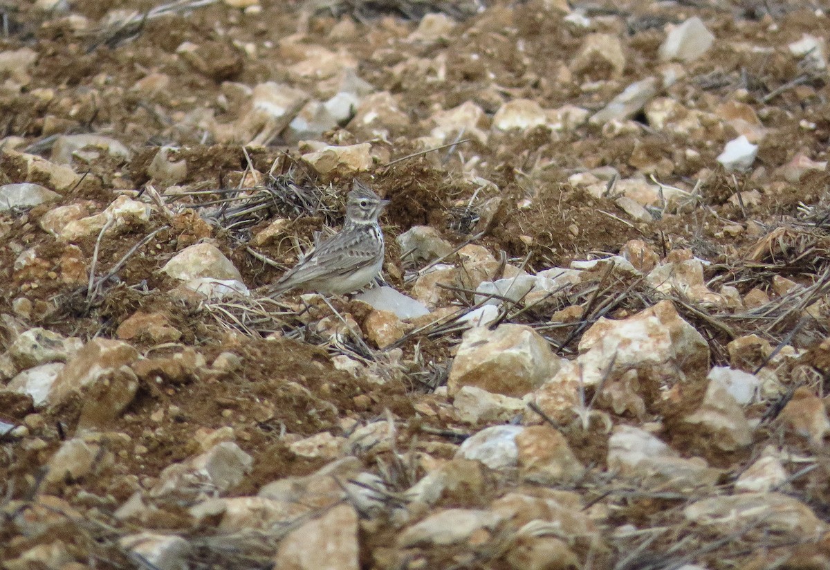 עפרוני ספרדי - ML215148001