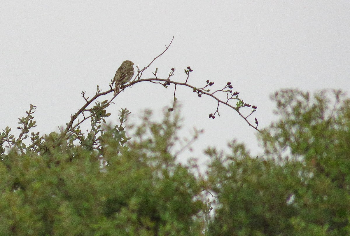 Corn Bunting - Miguel Ángel Madrid Gómez