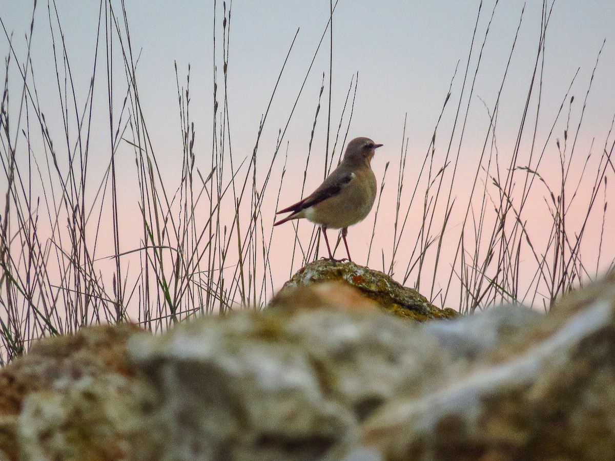 סלעית אירופית - ML215148021