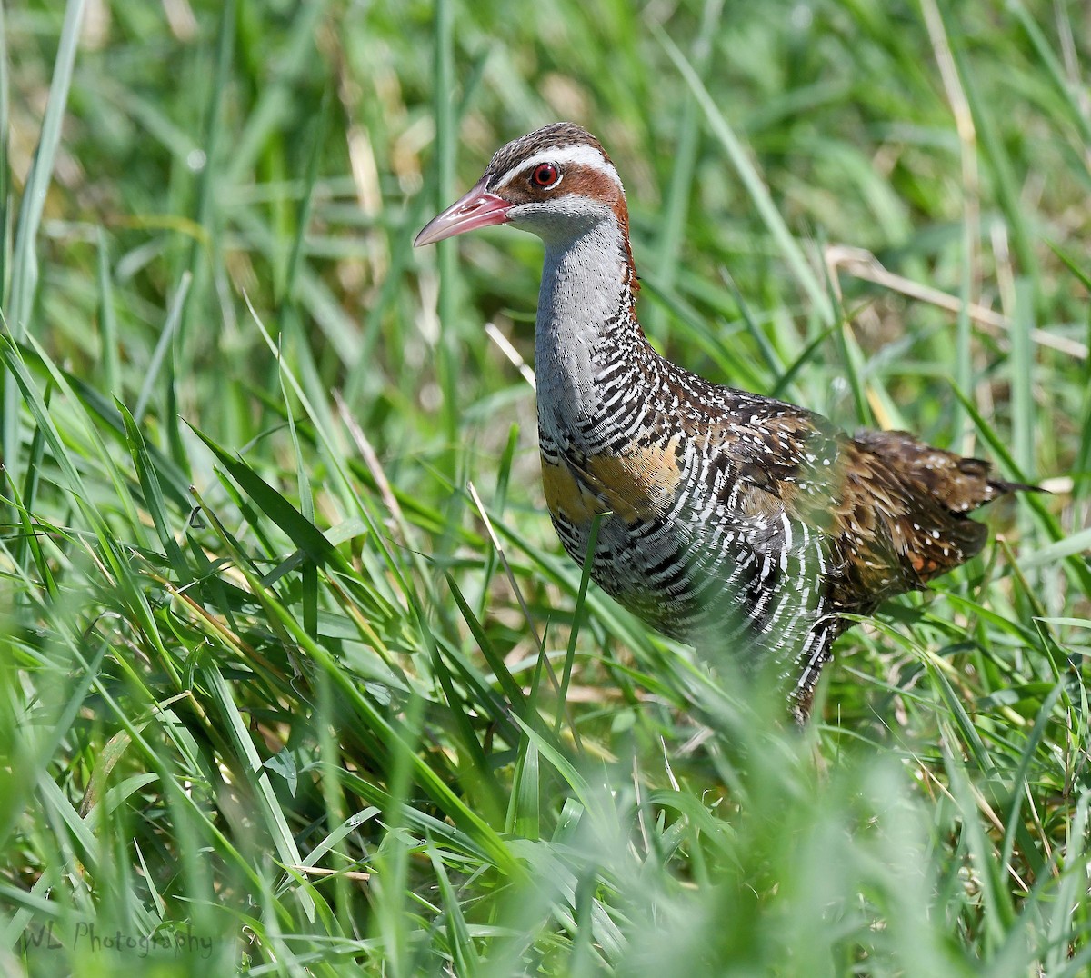 Buff-banded Rail - David Siu