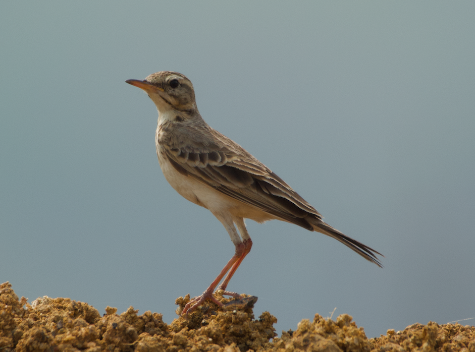 Paddyfield Pipit - ML215148441