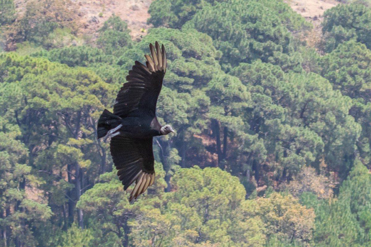 Black Vulture - Anthony Glenesk