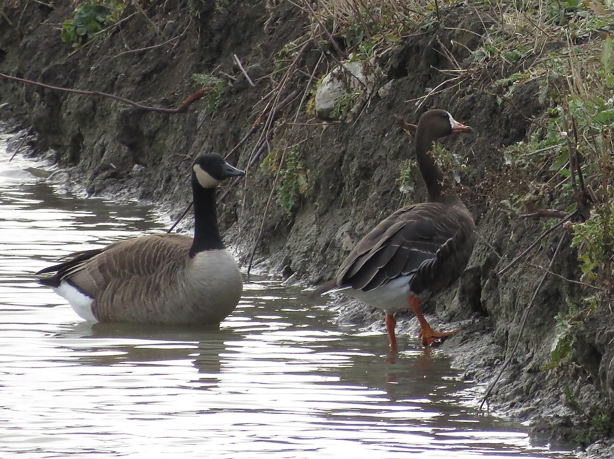 Greater White-fronted Goose - ML21515181