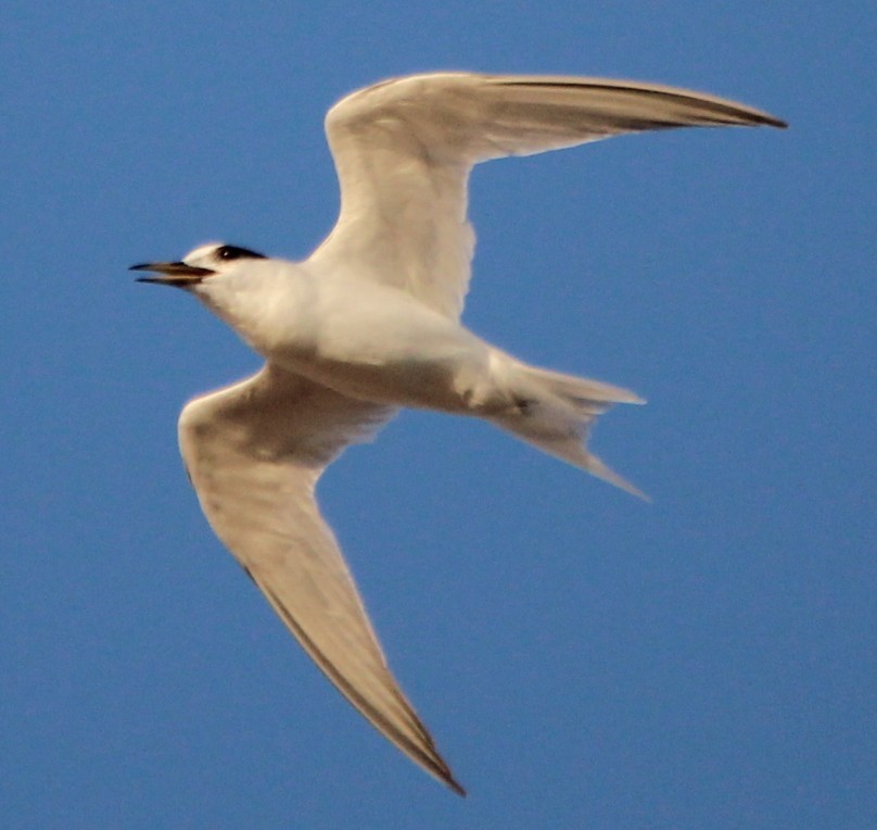 Little Tern - ML215151941