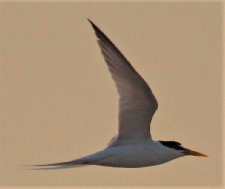 Little Tern - Magen Pettit