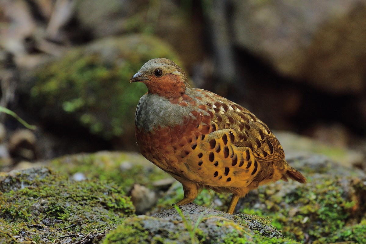 Chinese Bamboo-Partridge - xiwen CHEN