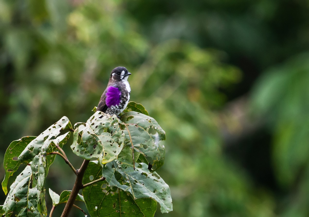 White-browed Purpletuft - ML215152271