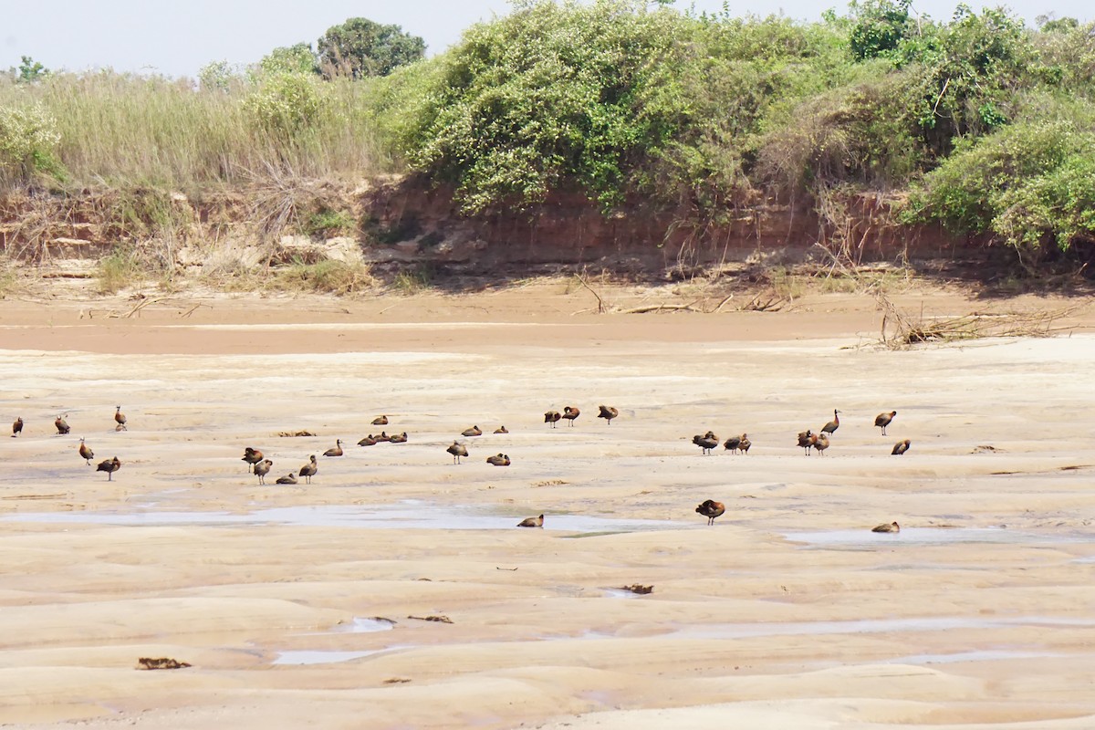 White-faced Whistling-Duck - ML215152371