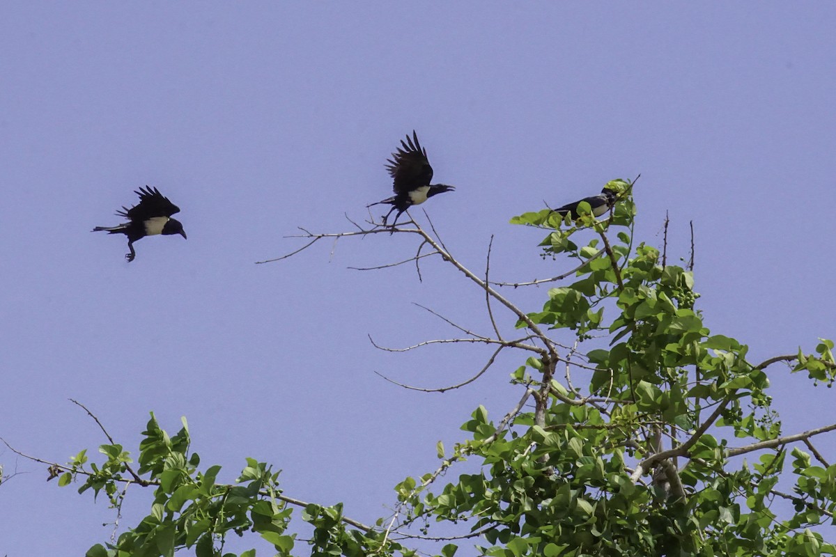 Pied Crow - ML215152381