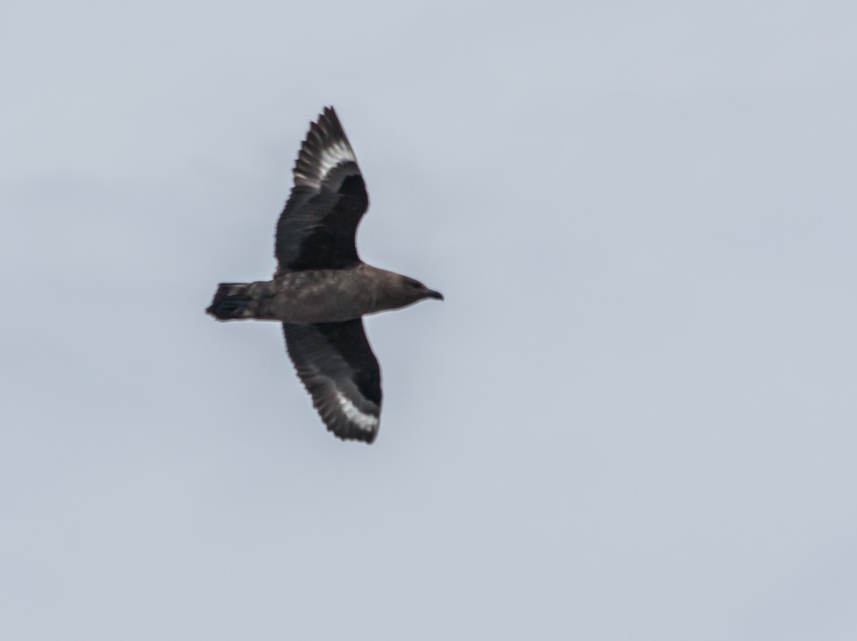 Brown Skua - ML215152741
