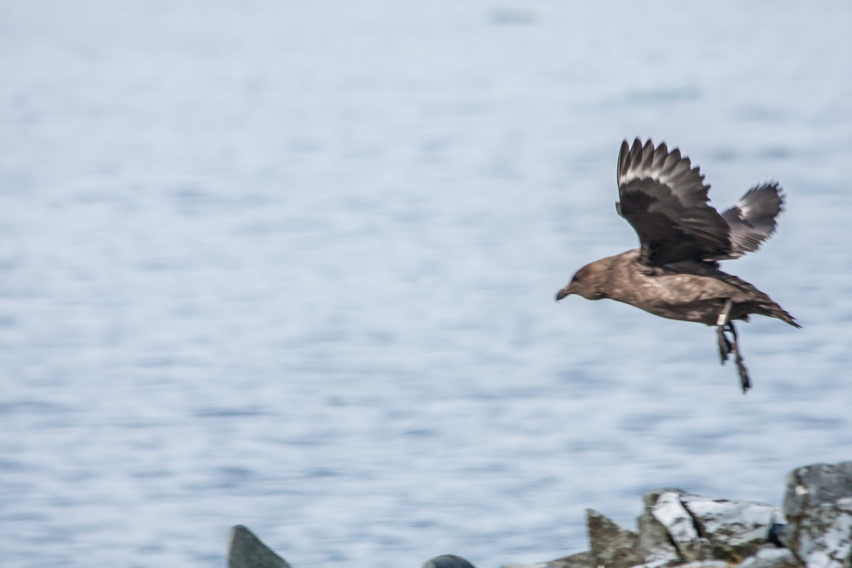 Brown Skua - ML215152951