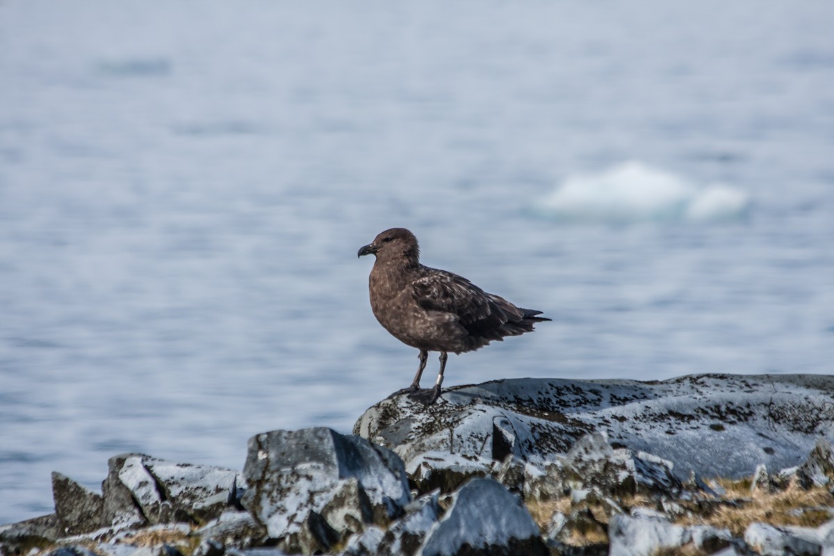 Brown Skua - ML215153021