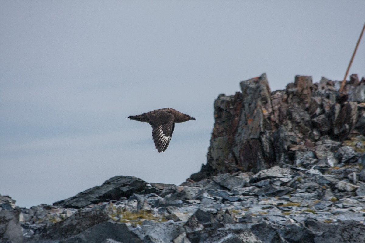 Brown Skua - ML215153061