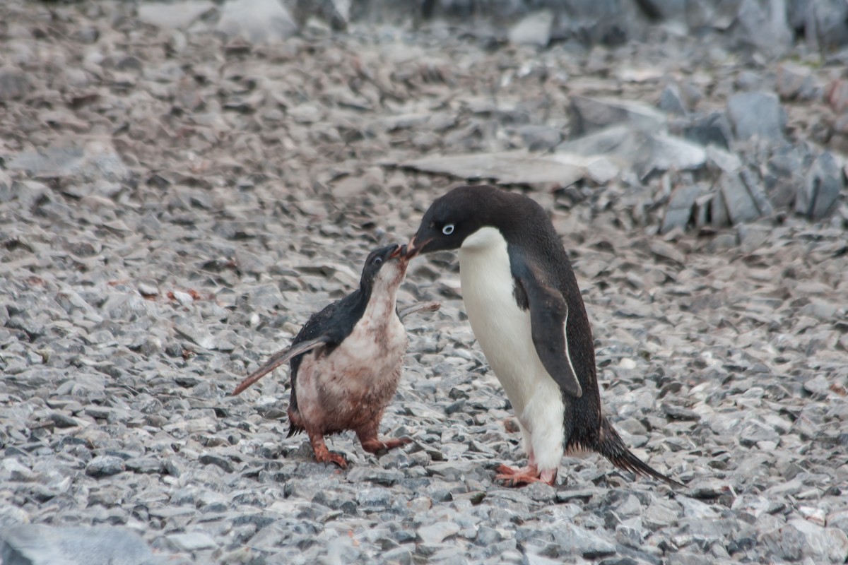 Adelie Penguin - ML215153091