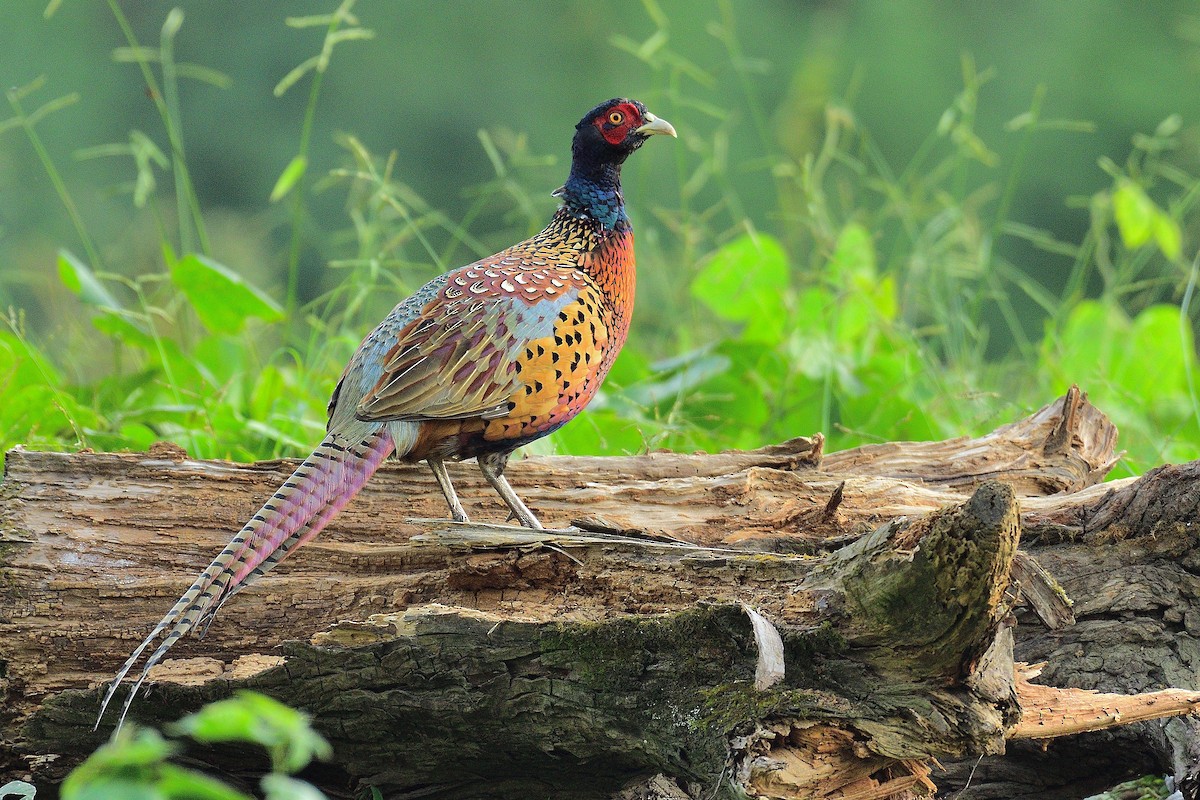 Ring-necked Pheasant - ML215153161