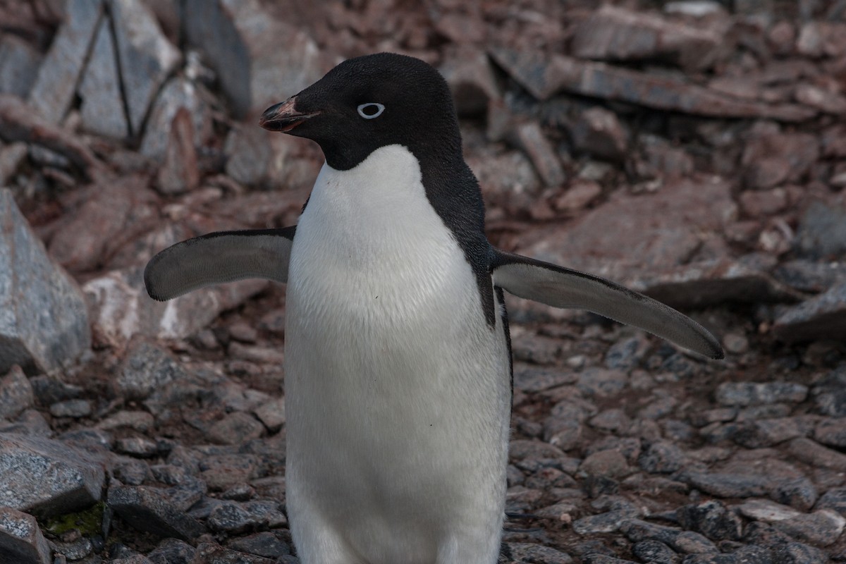 Adelie Penguin - ML215153191