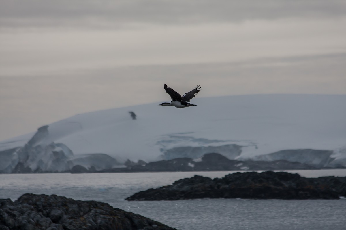 Antarctic Shag - ML215153321