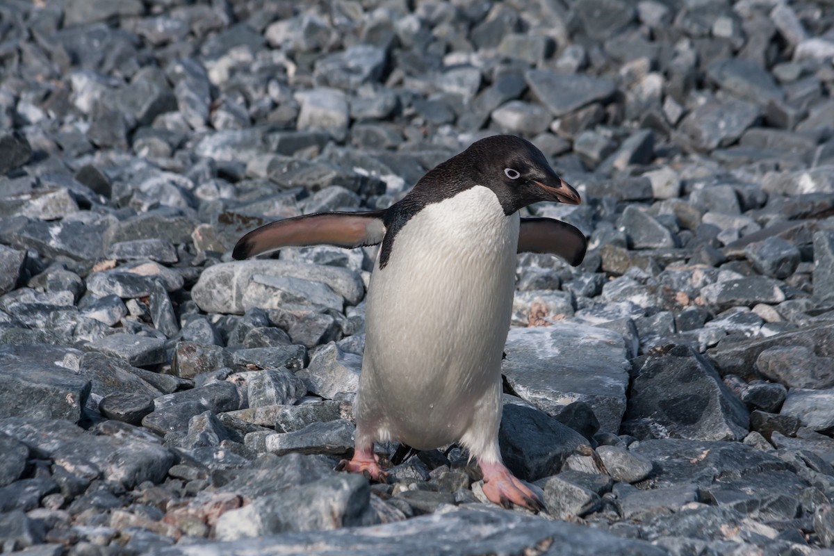 Adelie Penguin - ML215153351