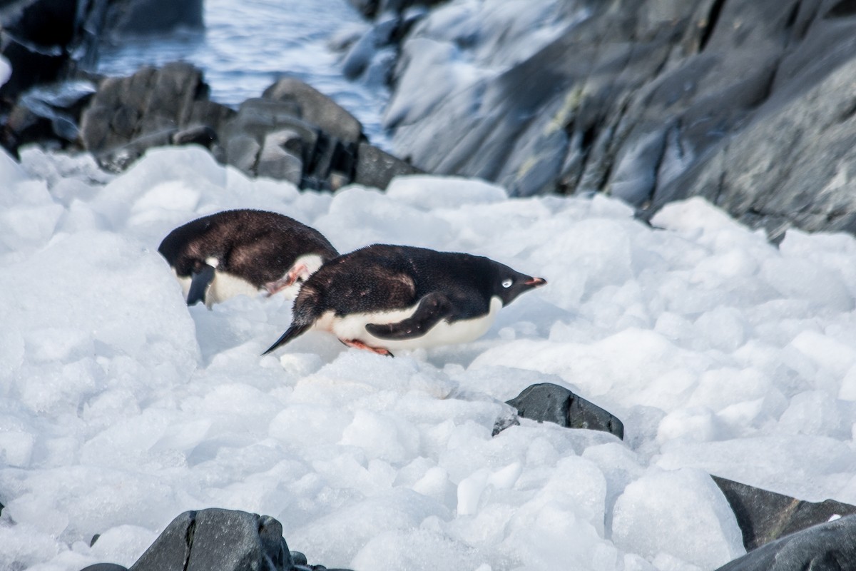 Adelie Penguin - ML215153361