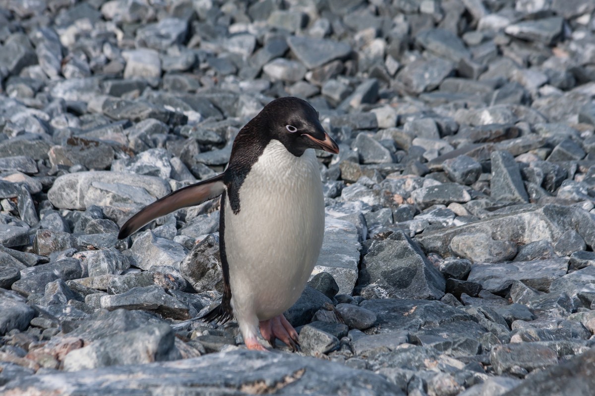 Adelie Penguin - ML215153371