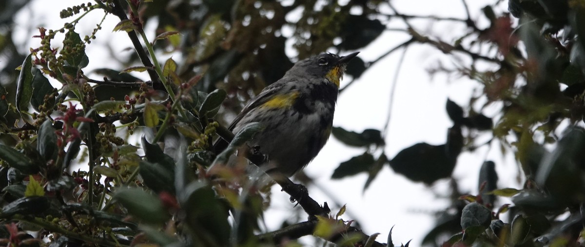 Yellow-rumped Warbler (Audubon's) - ML215153611