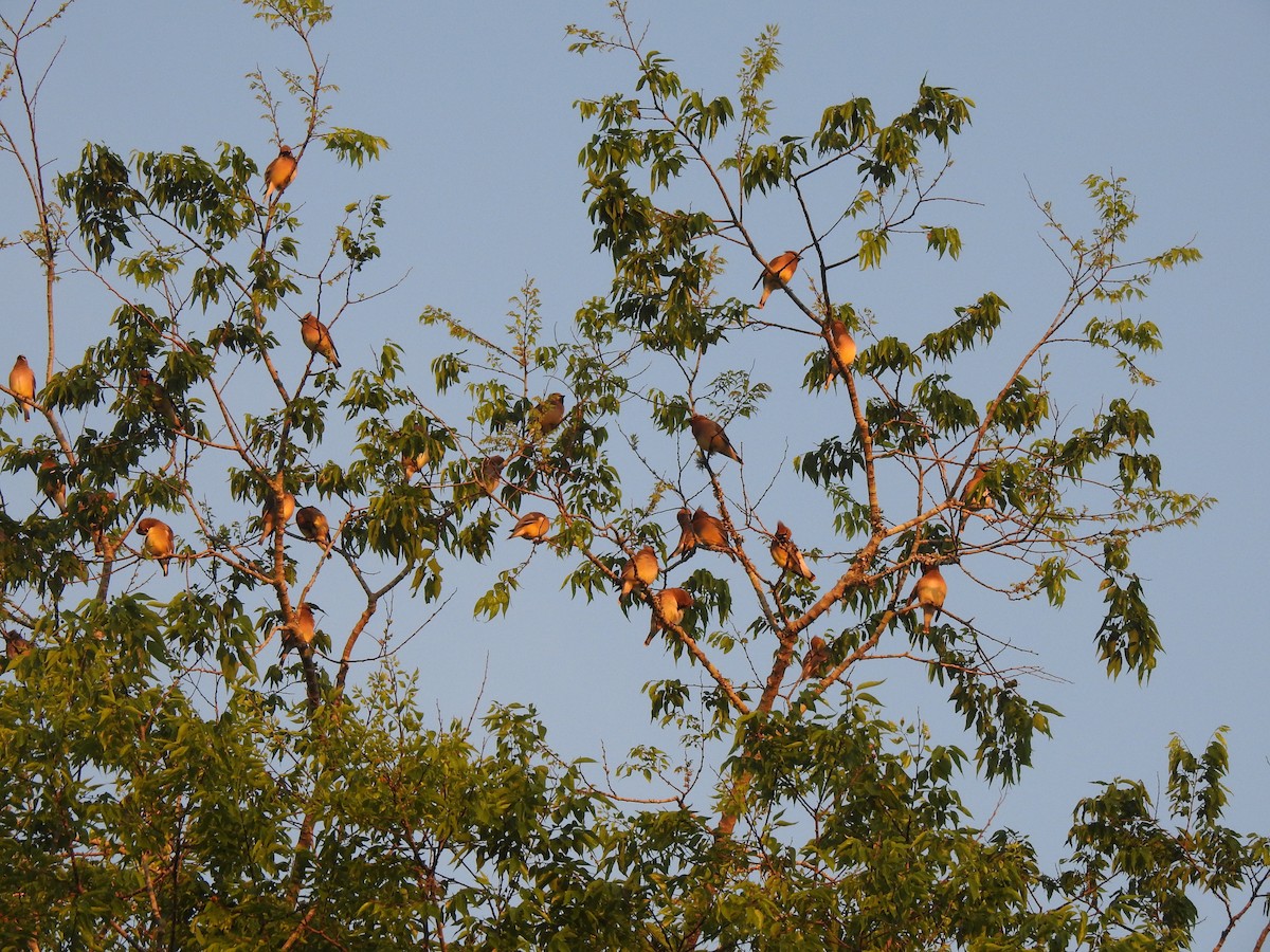 Cedar Waxwing - ML215153791