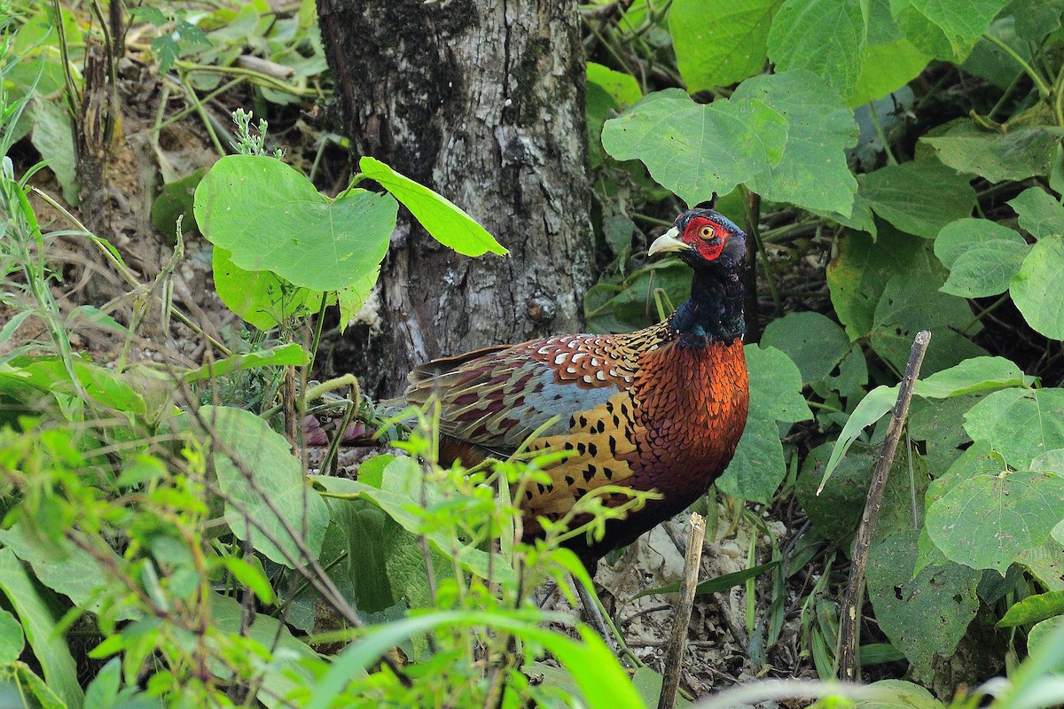 Ring-necked Pheasant - ML215153821