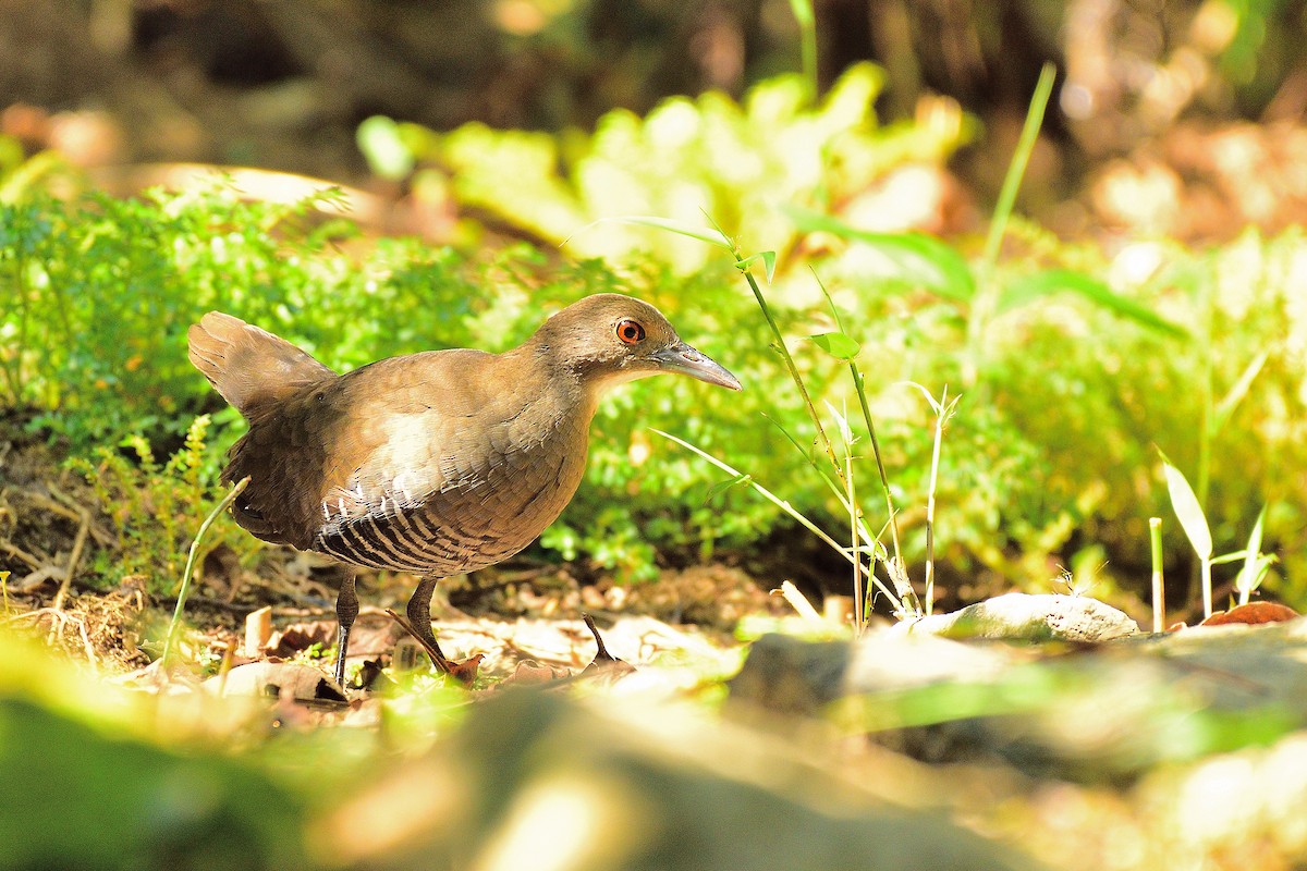 Slaty-legged Crake - ML215154261