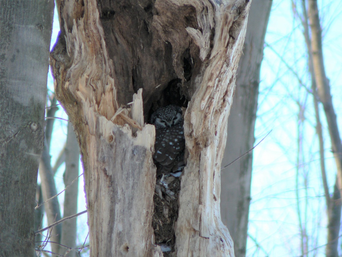 Boreal Owl - ML215154331