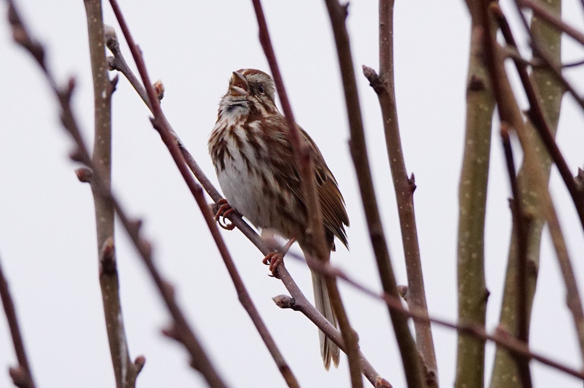 Song Sparrow - ML215155031