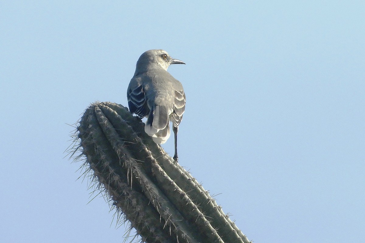 Tropical Mockingbird - ML215155821
