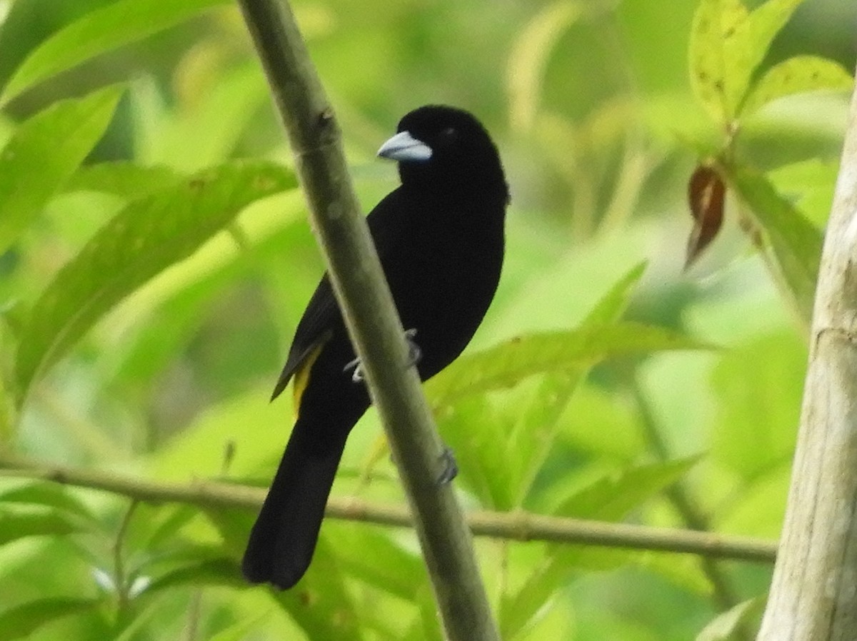 Flame-rumped Tanager (Lemon-rumped) - ML215156331