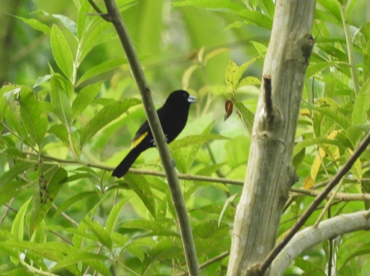 Flame-rumped Tanager (Lemon-rumped) - ML215156341