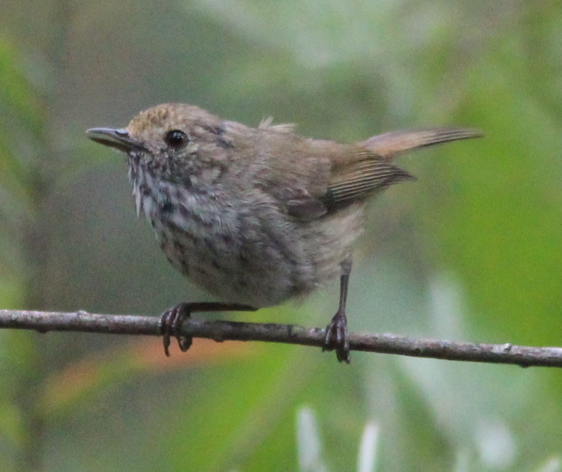 Brown Thornbill - ML215156451