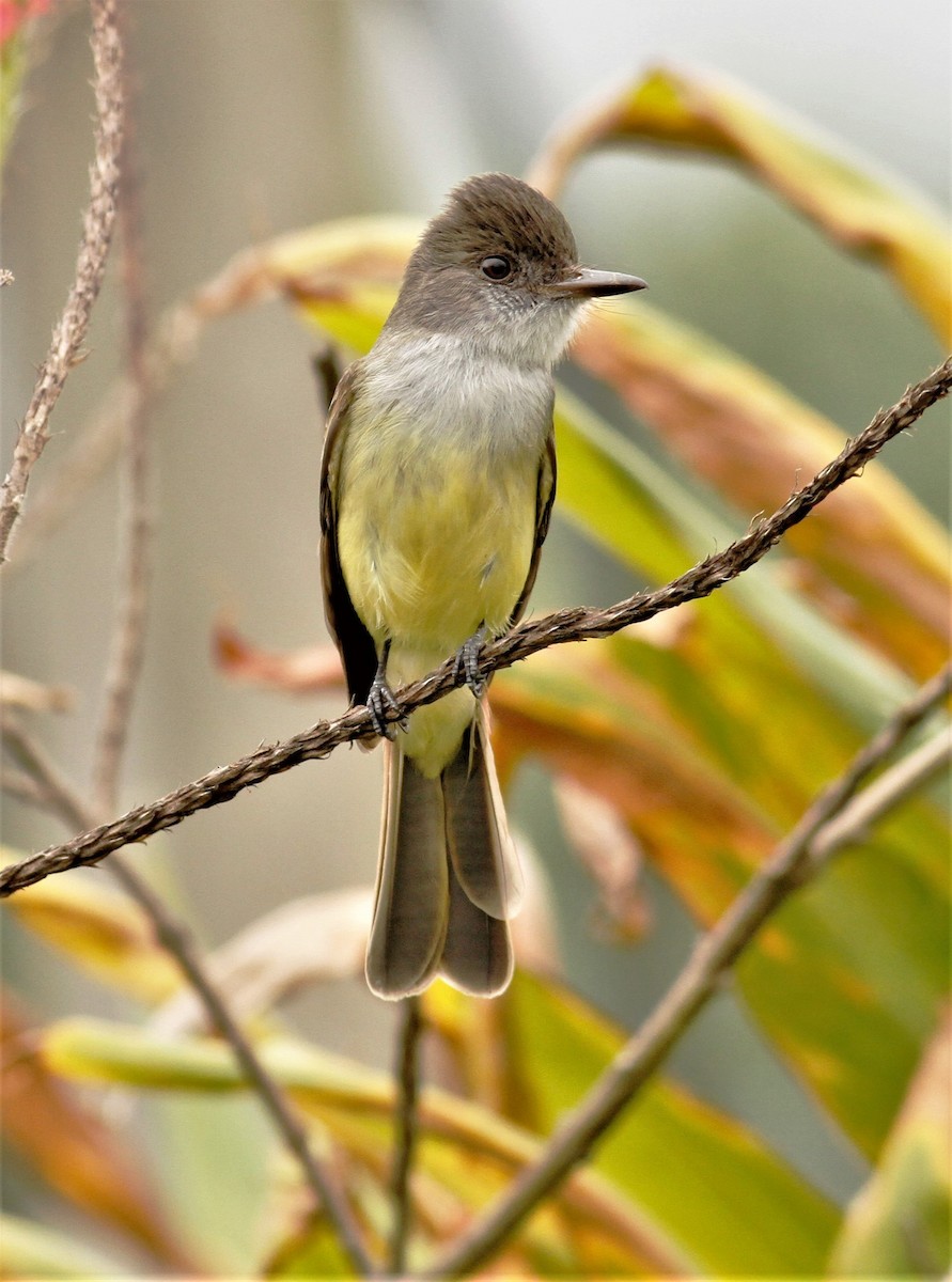 Dusky-capped Flycatcher - James Sherwonit