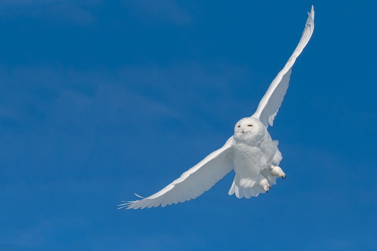 Snowy Owl - Bob Bowhay