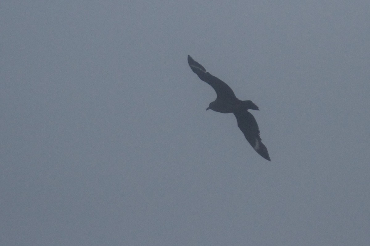 Great Skua - ML215157571