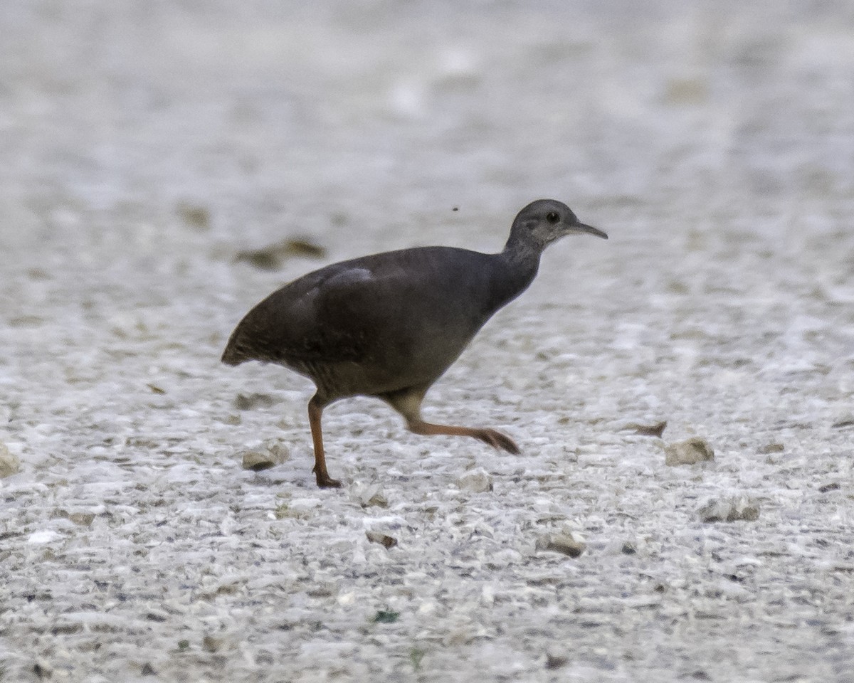 Slaty-breasted Tinamou - ML215157591