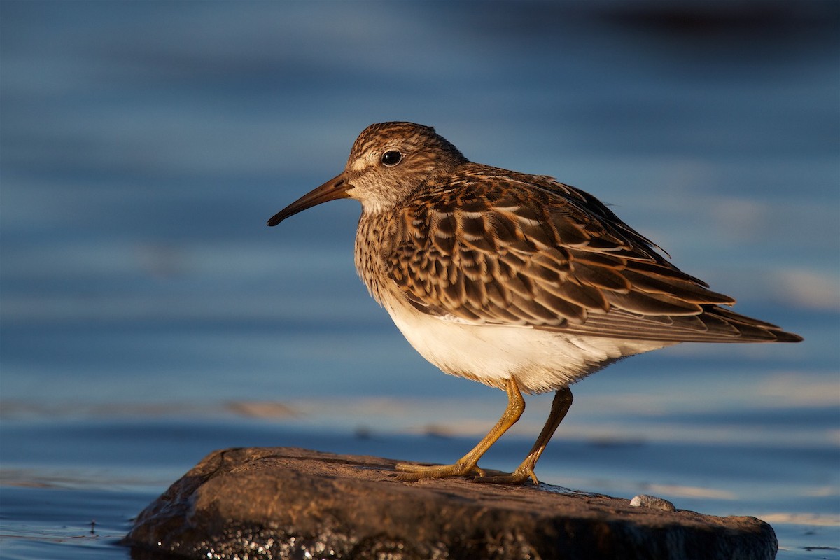 Pectoral Sandpiper - Detcheverry Joël