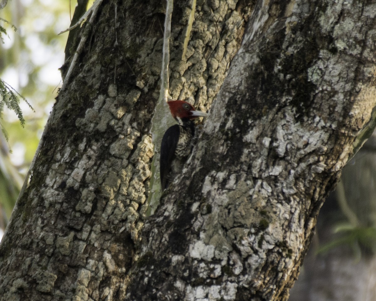 Pale-billed Woodpecker - Keith Dickey