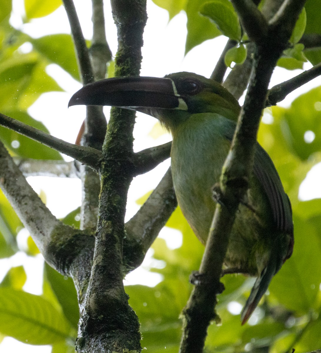 Crimson-rumped Toucanet - ML215159311
