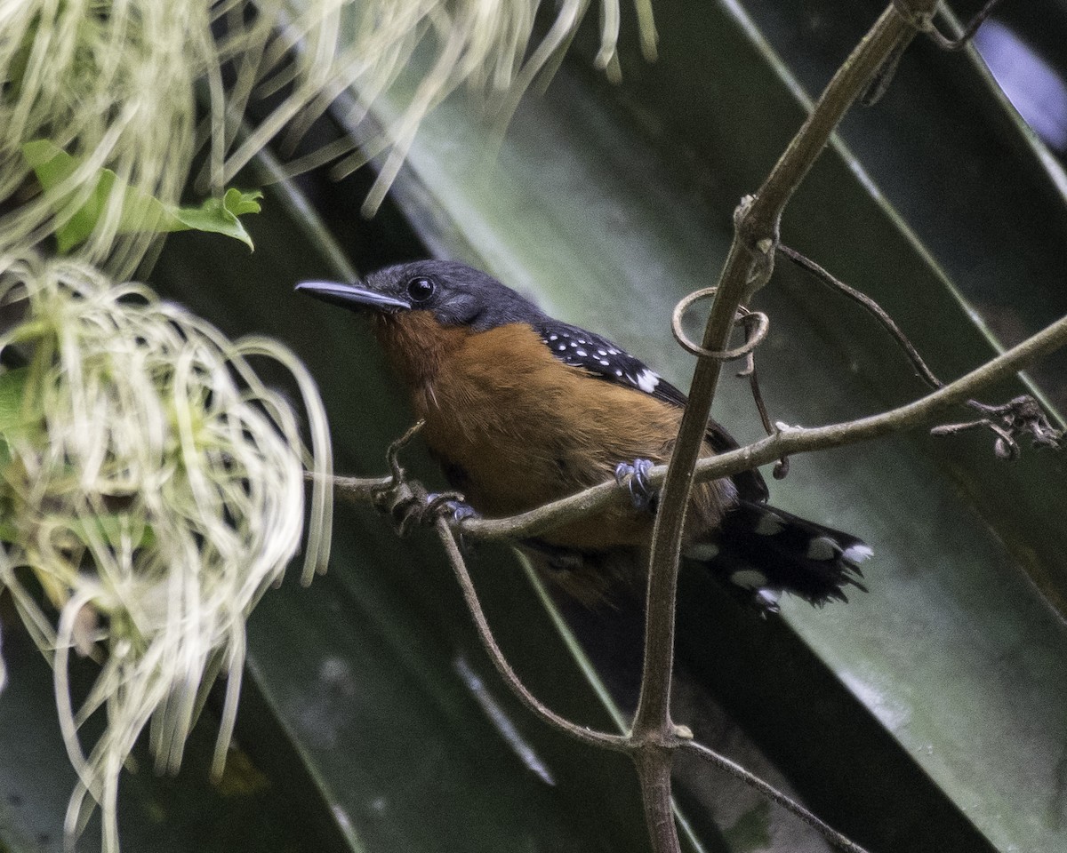 Dot-winged Antwren - Keith Dickey