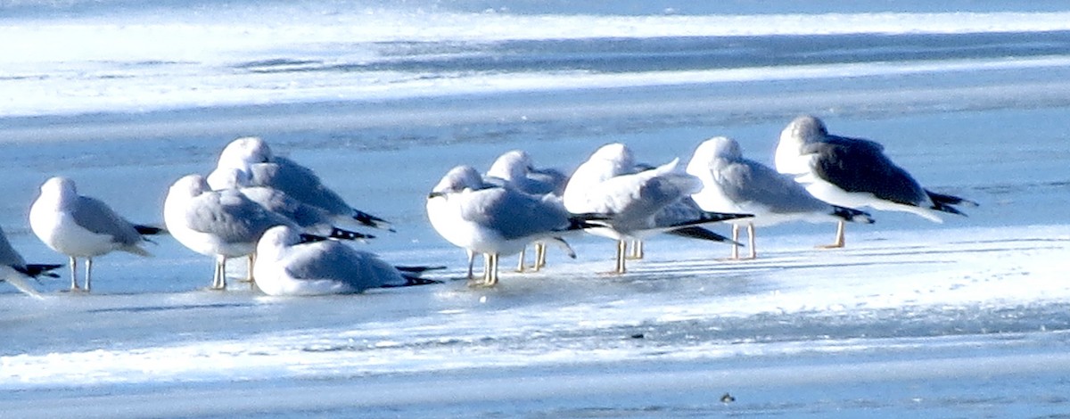 Lesser Black-backed Gull - ML21516111